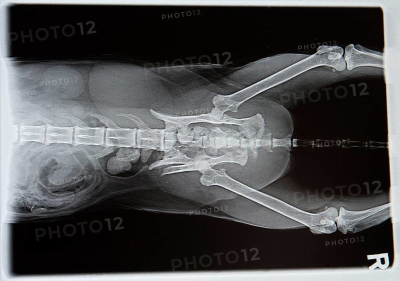 X-ray from dog in negative