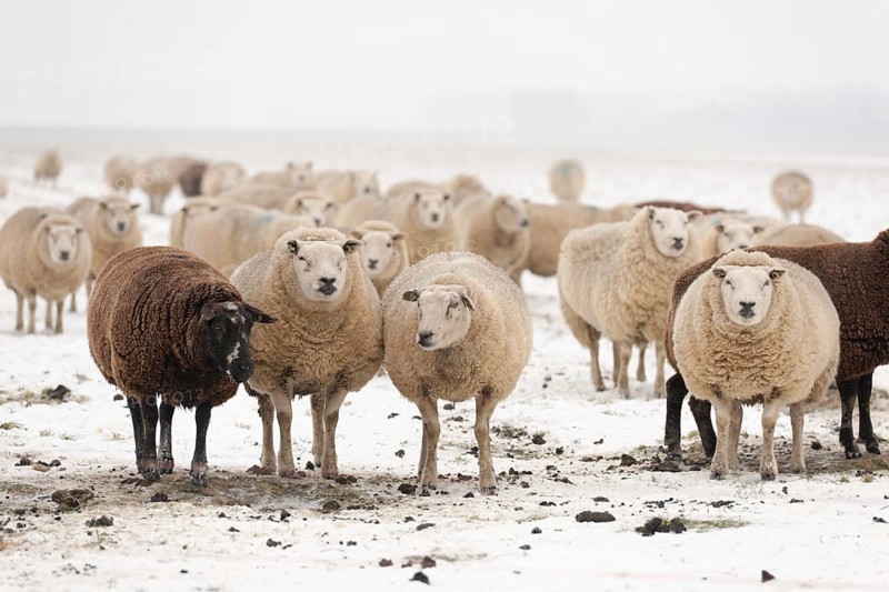 Flock white and black sheep in the snow
