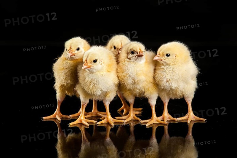 Little yellow chicken on a black studio background
