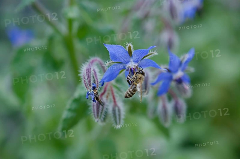 Borage (Borago officinalis), cucumber herb, salad, spice, spice plant, medicinal plant, herbal medicine, naturopathy, medicine, herbal medicine, kitchen, spring, May, garden, honey bee, bee, Swabian-Franconian Forest nature park Park, Kocher Valley, Kocher, Schwäbisch Hall, Hohenlohe, Germany, Europe
