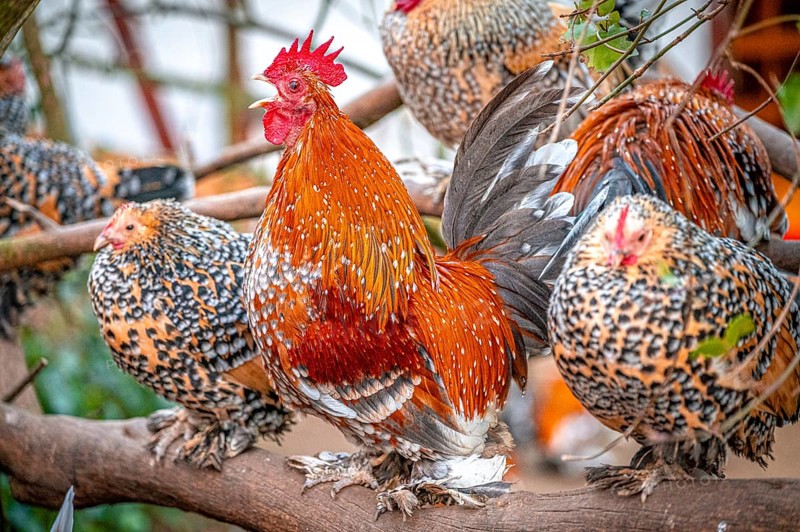 Group of cockerels (Gallus gallus domesticus) with live plumage on a tree branch, Eisenberg, Thuringia, Germany, Europe