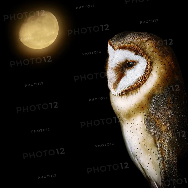 Common barn owl (Tyto alba), the most widely distributed species of owl in the world Demene, Latvia, Europe