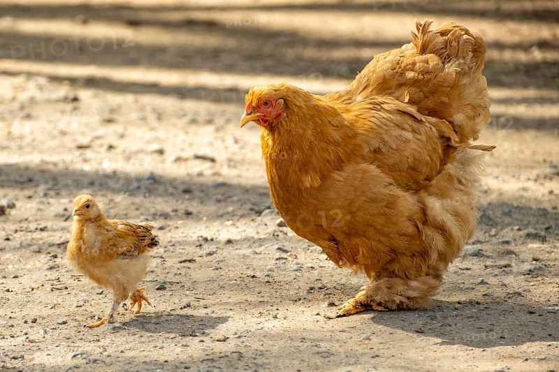Hen and chicks looking for food