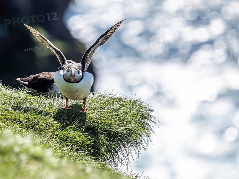 Puffin (Fratercula arctica) on a rocky cliff, Heimaey Island, Westman Islands, Iceland, Europe