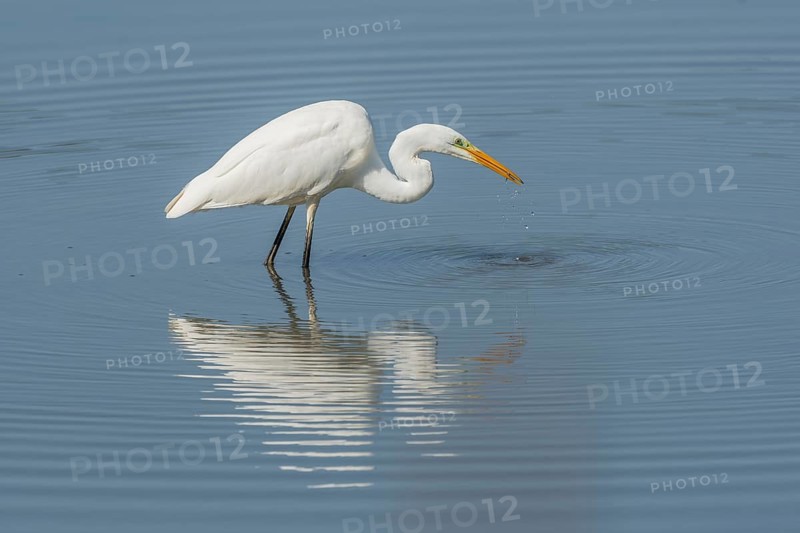 Great egret (Ardea alba) searching for fish. Bas Rhin, Alsace, France, Europe