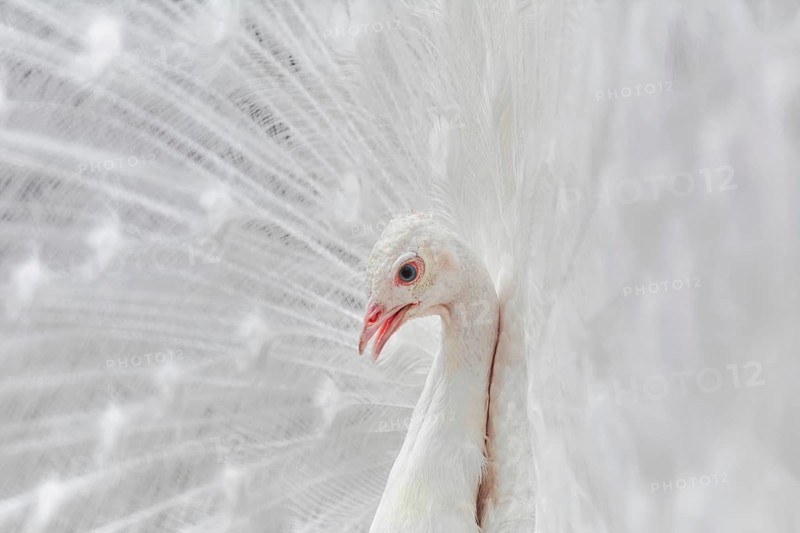 Portrait Of White Peacock During Courtship Display Varna, Bulgaria, Europe