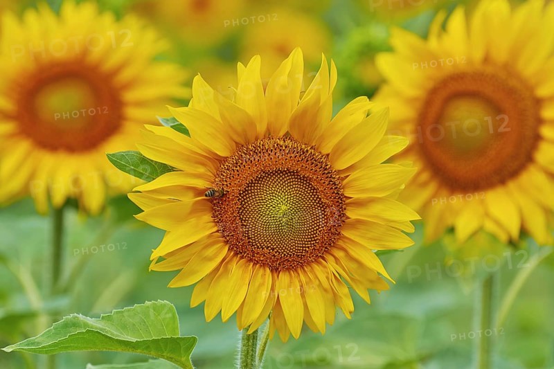 Blooming Sunflower with Bee on It Bulgaria