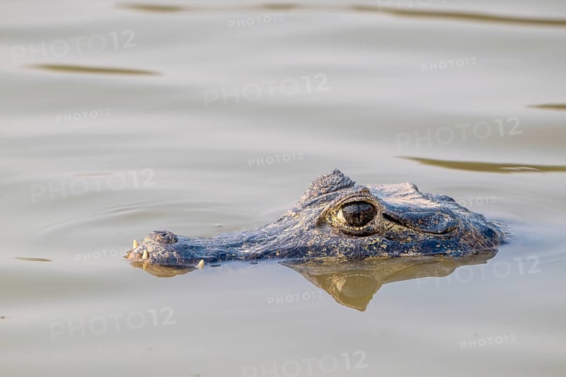 Caiman (Caimaninae), Alligator (Alligatoridae), Crocodile (Crocodylia), Animal portrait, Head partly in water, Pantanal, Inland, Wetland, UNESCO Biosphere Reserve, World Heritage Site, Wetland, Mato Grosso, Brazil, South America