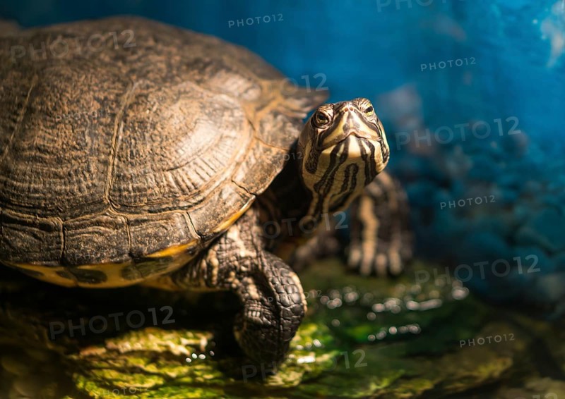 Western painted turtle chrysemys picta sitting on rock basking in late morning sun in fresh water pond