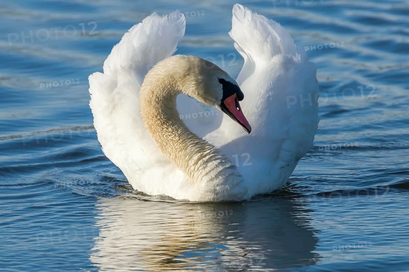 Male Mute Swan Swimming