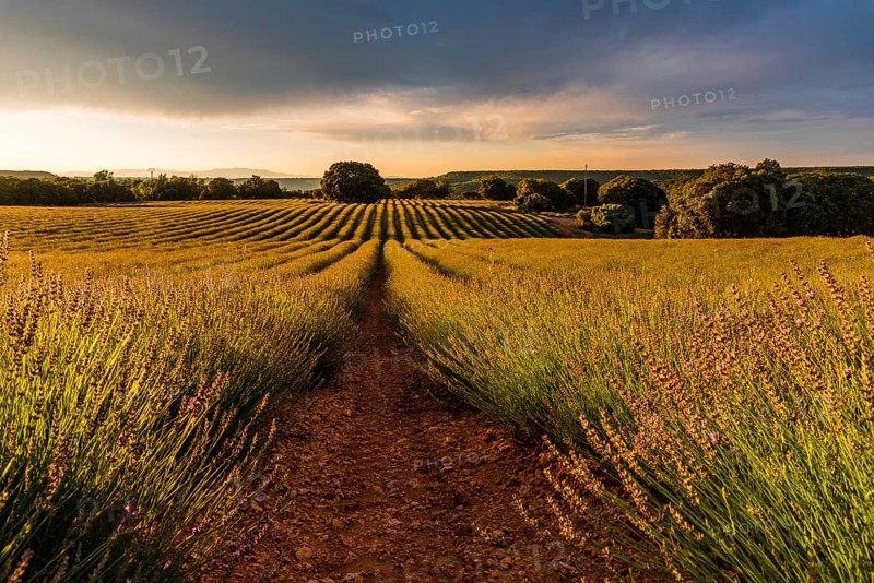 Lavender fields with golden light. Summer sunset landscape in Brihuega, Guadalajara