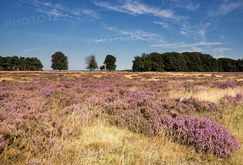 Flowering heathland in the Dutch national park de Hoge Veluwe