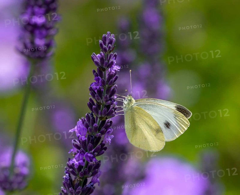 Macro of a white cabbage butterfly on a purple lavender flower