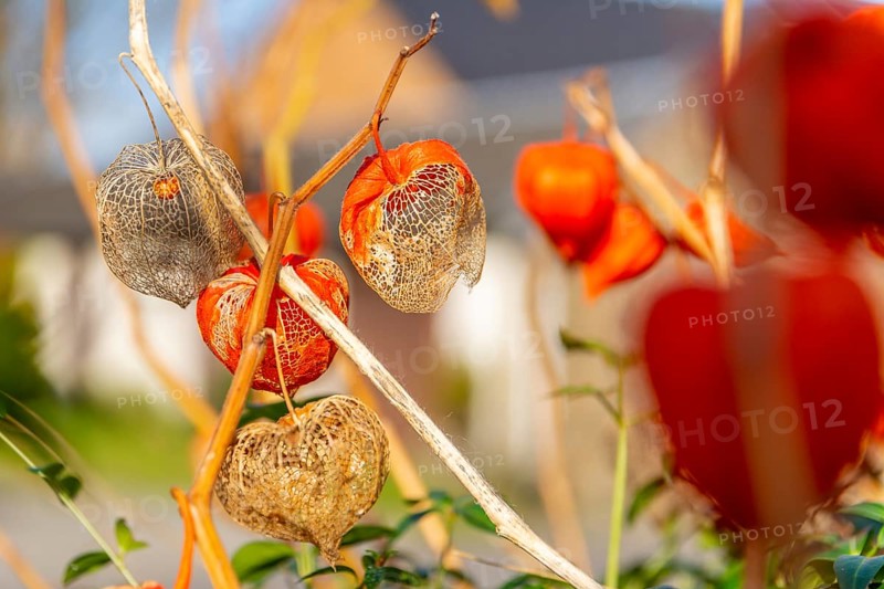 The orange lanterns fruiting calyces) of Physalis alkekengi or bladder cherry or chinese japanese lantern also calles winter cherry. Flowers plants