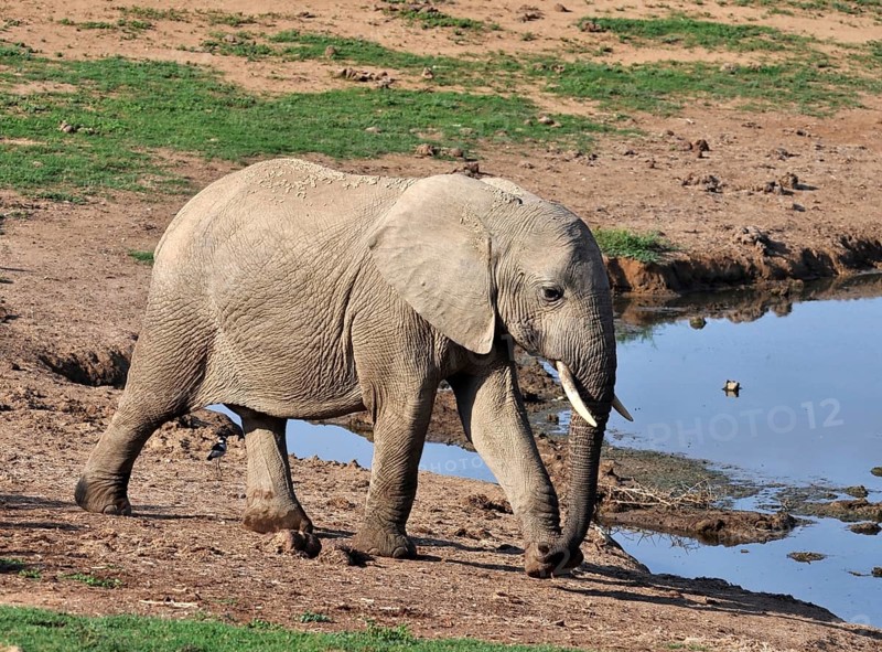 A female African Elephant in the Addo Park, South Africa, Africa