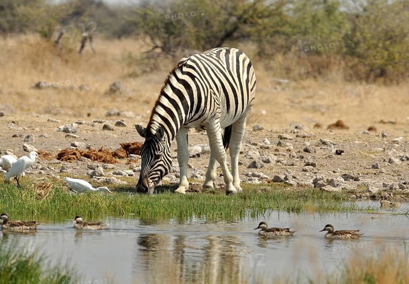 A Burchells Zebra (Equus quagga burchelli) in the Etosha Park, Namibia, Africa