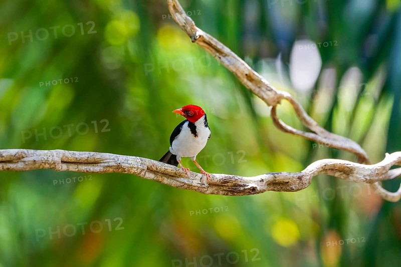 Yellow-billed Cardinal perched on a branch against bokeh green background, Pantanal Wetlands, Mato Grosso, Brazil, South America