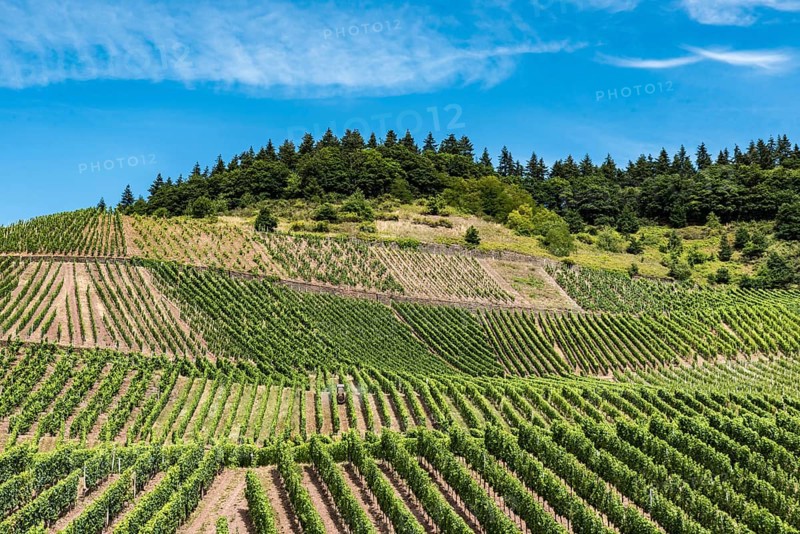 Vineyard and blue sky at the German Countryside, Mehring, Germany, Europe