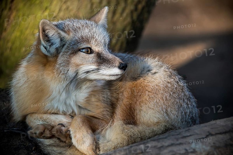 Arctic fox