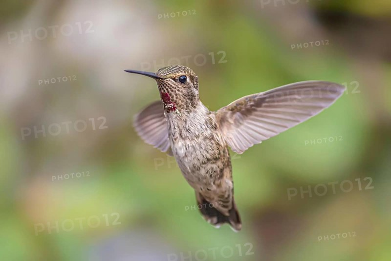 A single hummingbird is captured in flight in northern California