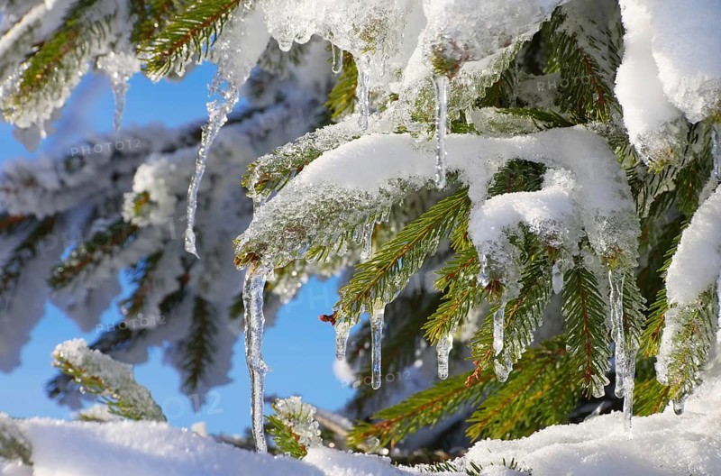 Spruce twig in snow, spruce twig in snow 01
