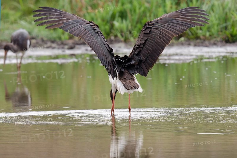 Black stork in the water