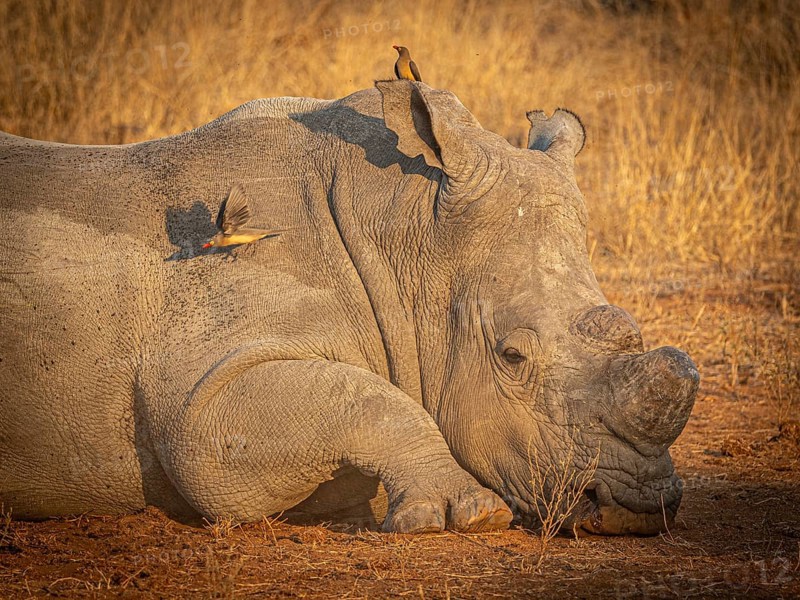 Reclining white rhinoceros (Ceratotherium simum) with sawed-off horn and oxpecker star (Buphagus) on its head, portrait, Anti-Poaching, Balule Plains, South Africa, Africa