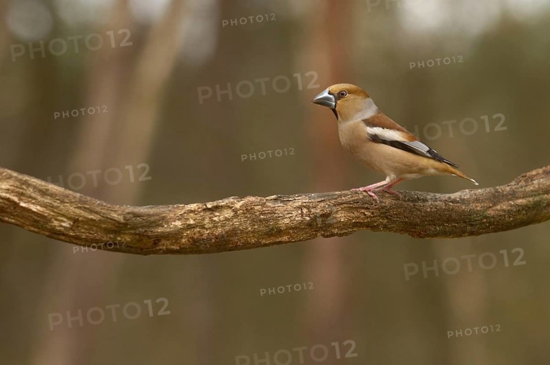 Hawfinch (Coccothraustes coccothraustes)