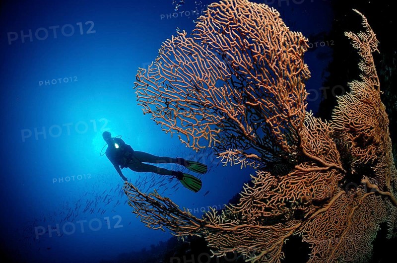 Diver and gorgonian corals, Egypt, Hurghada, Red Sea, Africa