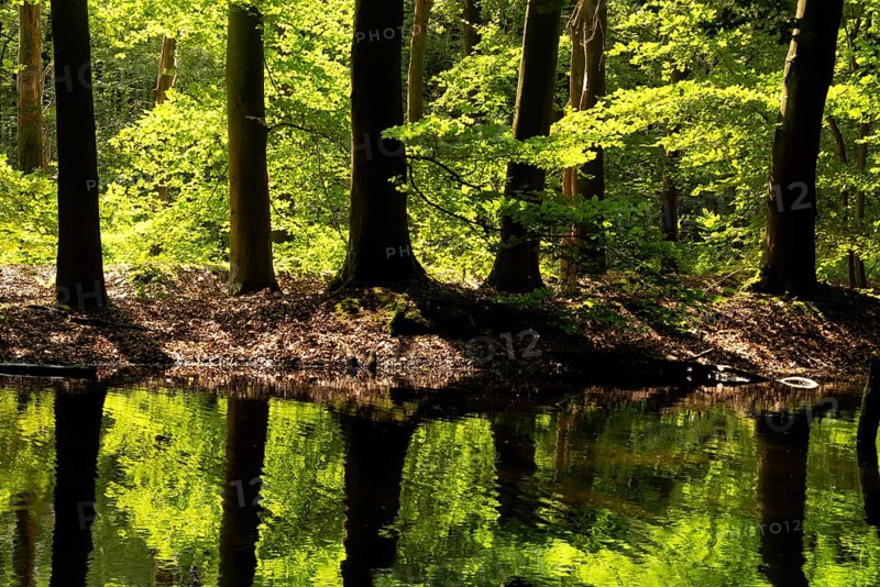 Trees reflecting in a pond in the Dutch nature reserve Waterloopbos near Kraggenburg in the province Flevoland