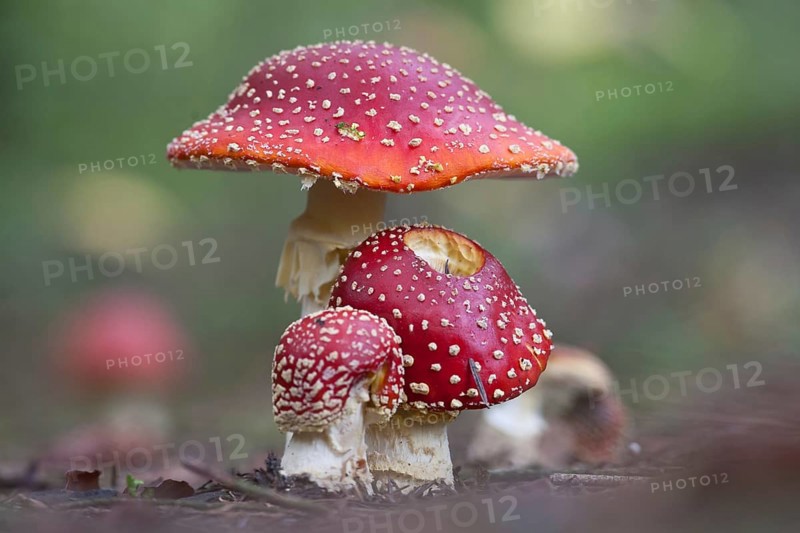 Fly agaric (Amanita muscaria)
