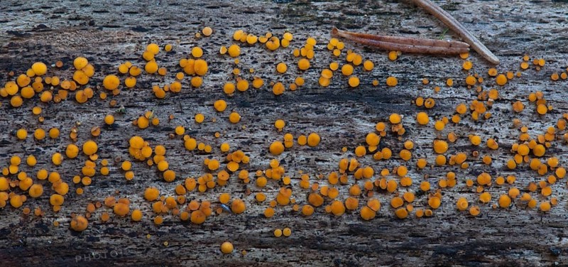 Lemon yellow wood cup (Bisporella citrina)