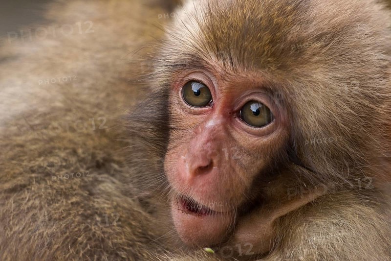 Japanese macaque (Macaca fuscata)