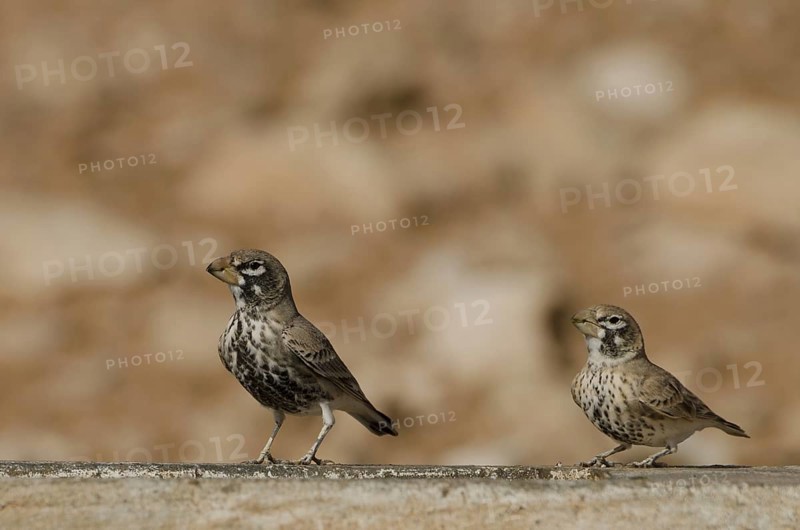 Cracker Lark (Ramphocoris clotbey)