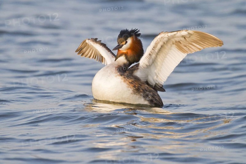Great Crested Grebe (Podiceps cristatus)