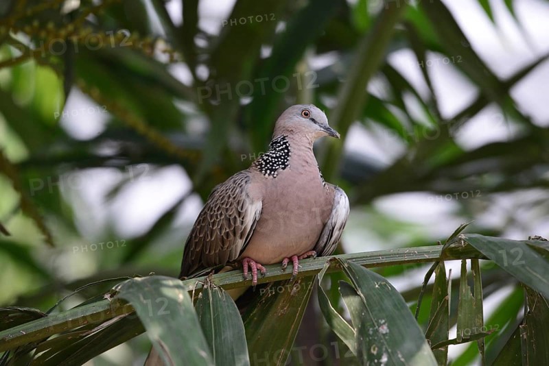 Pearl-necked Pigeon (Streptopelia chinensis)