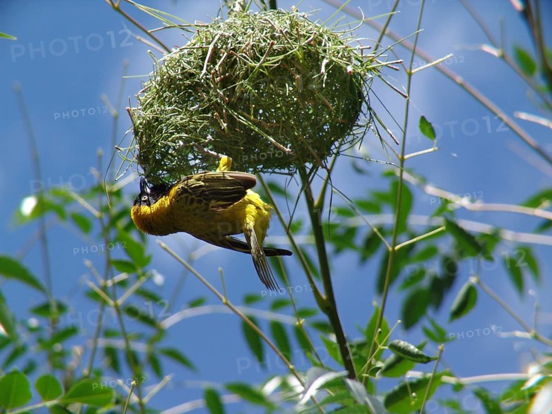 Cabani weaver (Ploceus intermedius)
