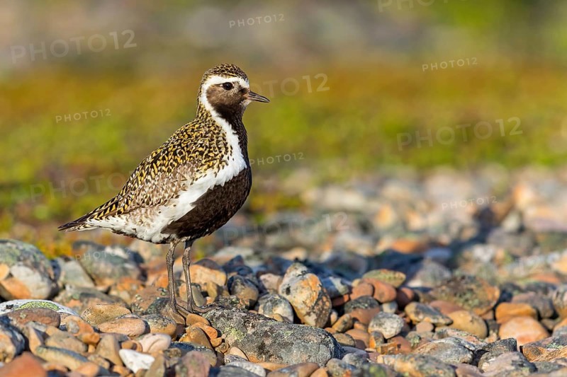 Golden plover, (Pluvialis apricaria), Charadrius apricaria, plover family, Varanger, Finnmark, Norway, Europe