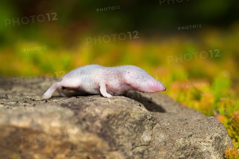 Very young house shrew wandering around