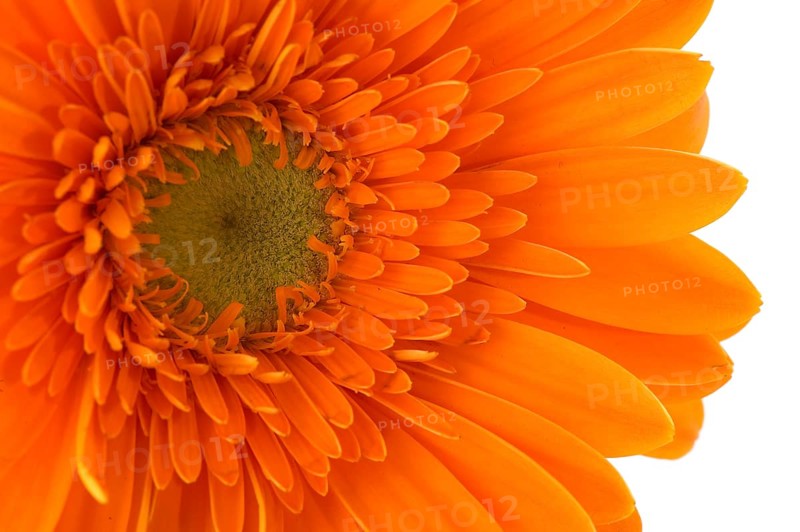 Orange Gerber in macro on white background