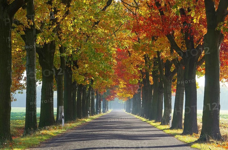 Avenue in autumn, avenue in fall 28