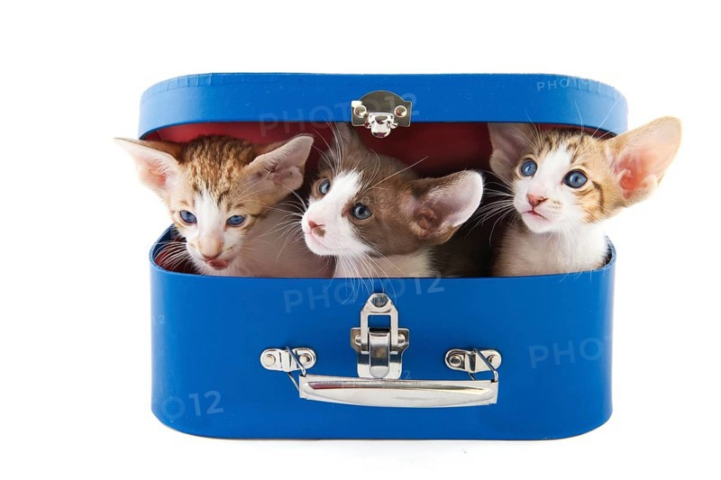 Blue suitcase with little kitten cats on white background