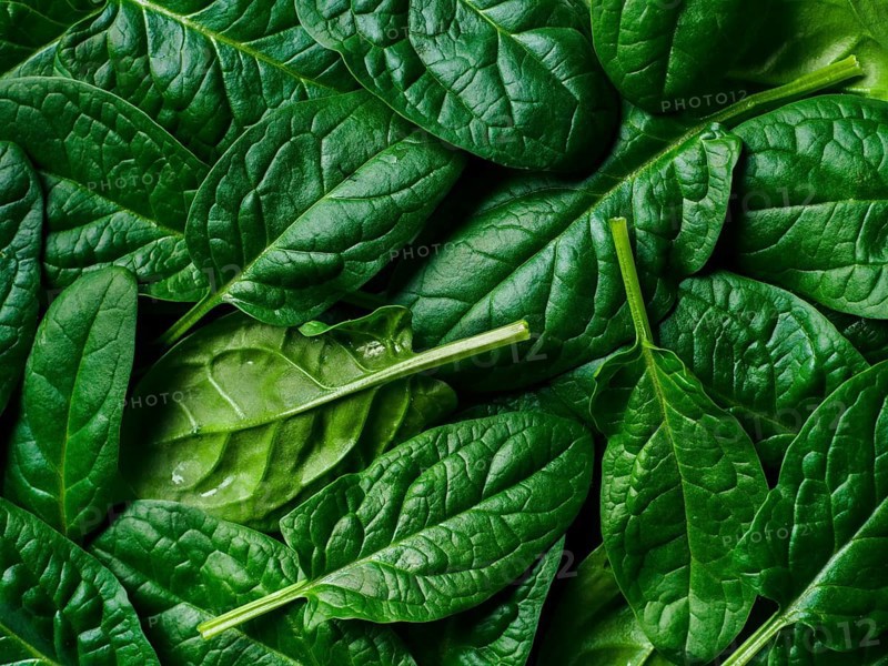 Pattern from baby spinach leaves. Fresh green baby spinach. Top view or flat lay. Can use for design vegan and keto diet
