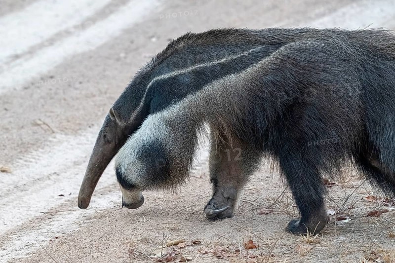 Giant anteater (Myrmecophaga tridactyla), at dusk, in front of sunrise, Pantanal, inland, wetland, UNESCO Biosphere Reserve, World Heritage Site, wetland biotope, Mato Grosso, Brazil, South America
