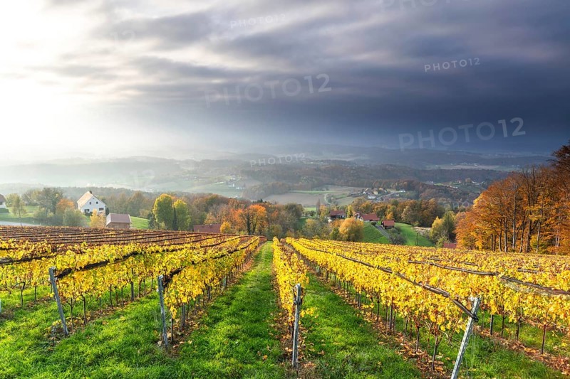 Autumn atmosphere, sunlight breaking through clouds, foliage colouring in the vineyard, St.Andrä-Höch, Sausal, Styria, Austria, Europe