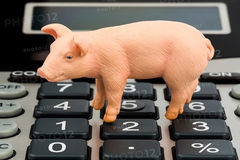 A pig and a calculator as a symbol for costs and income for a farmer in agriculture, expenses, income and bookkeeping