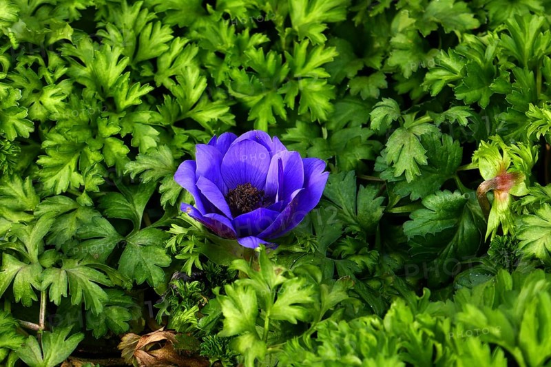 Crown anemone