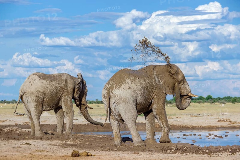Elephants