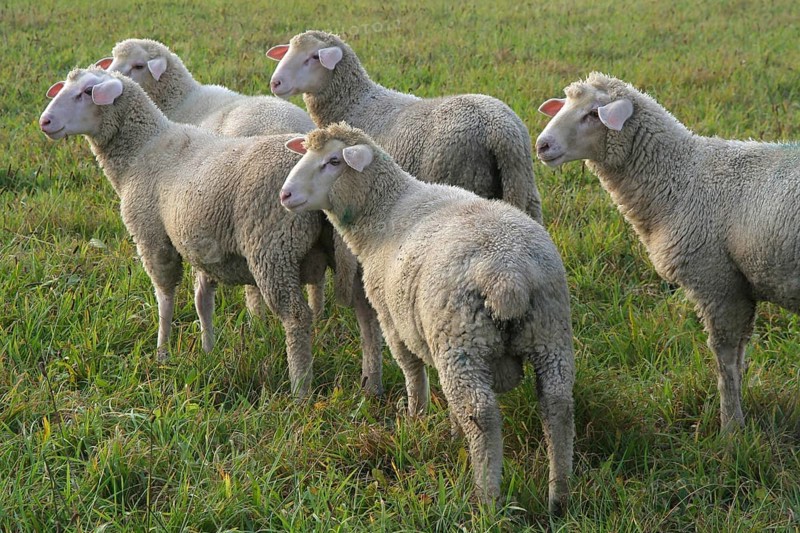 Sheep