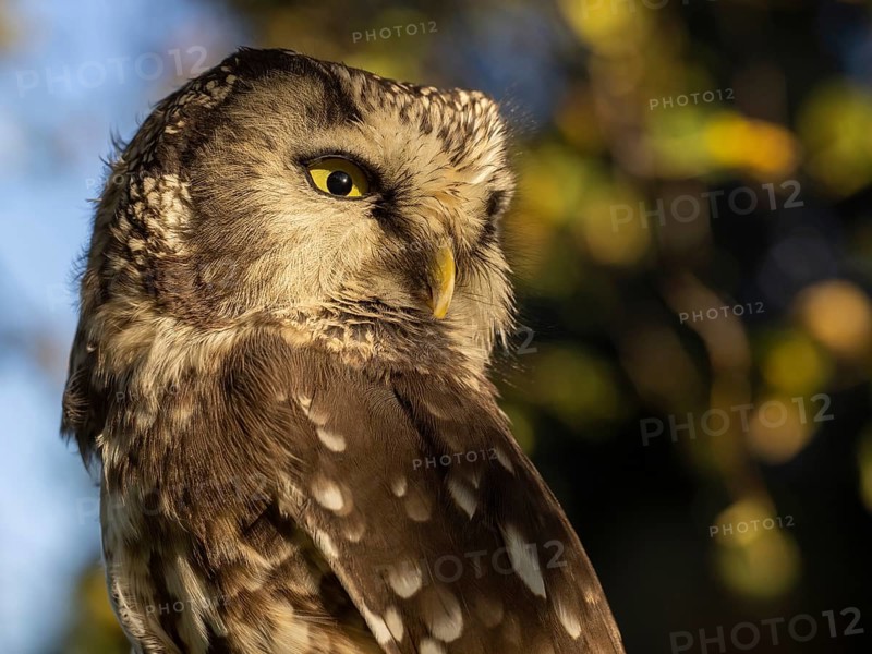 Cropped Great Horned Owl head in side view in front of autumn leaves